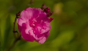 Preview wallpaper petals, flower, rose, pink, macro