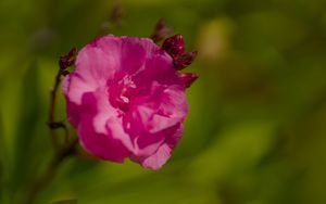 Preview wallpaper petals, flower, rose, pink, macro