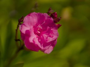 Preview wallpaper petals, flower, rose, pink, macro