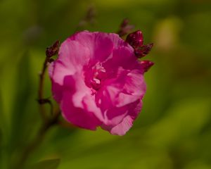 Preview wallpaper petals, flower, rose, pink, macro