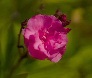 Preview wallpaper petals, flower, rose, pink, macro