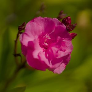 Preview wallpaper petals, flower, rose, pink, macro