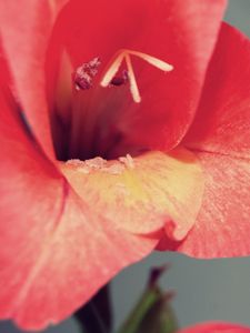 Preview wallpaper petals, flower, stamen, background