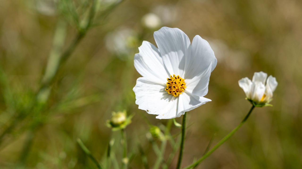 Wallpaper petals, flower, stem, plant, nature, macro