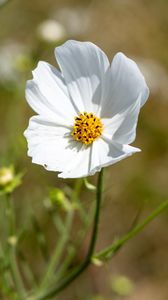 Preview wallpaper petals, flower, stem, plant, nature, macro