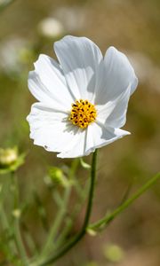 Preview wallpaper petals, flower, stem, plant, nature, macro