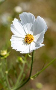 Preview wallpaper petals, flower, stem, plant, nature, macro