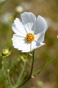 Preview wallpaper petals, flower, stem, plant, nature, macro