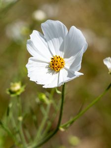 Preview wallpaper petals, flower, stem, plant, nature, macro