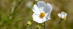 Preview wallpaper petals, flower, stem, plant, nature, macro