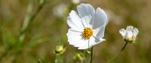 Preview wallpaper petals, flower, stem, plant, nature, macro