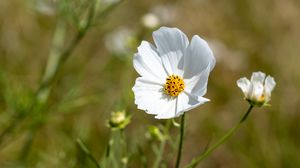 Preview wallpaper petals, flower, stem, plant, nature, macro