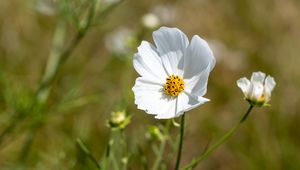Preview wallpaper petals, flower, stem, plant, nature, macro