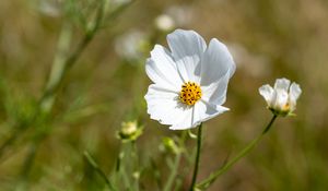 Preview wallpaper petals, flower, stem, plant, nature, macro