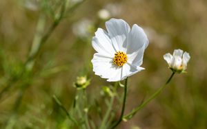 Preview wallpaper petals, flower, stem, plant, nature, macro