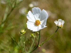 Preview wallpaper petals, flower, stem, plant, nature, macro