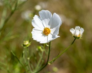 Preview wallpaper petals, flower, stem, plant, nature, macro