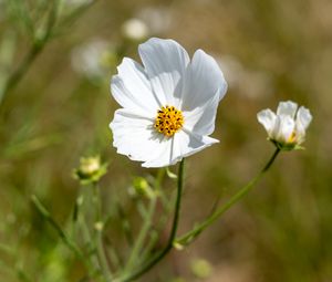 Preview wallpaper petals, flower, stem, plant, nature, macro