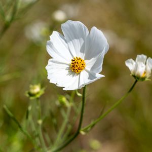Preview wallpaper petals, flower, stem, plant, nature, macro