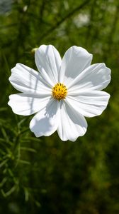 Preview wallpaper petals, flower, summer, nature, plant, macro