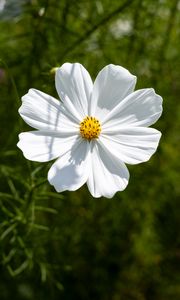 Preview wallpaper petals, flower, summer, nature, plant, macro