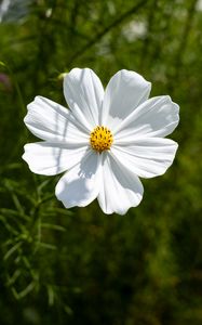 Preview wallpaper petals, flower, summer, nature, plant, macro
