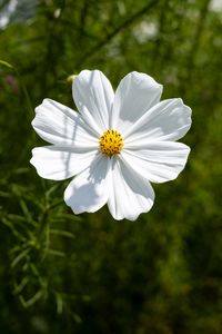 Preview wallpaper petals, flower, summer, nature, plant, macro