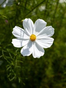 Preview wallpaper petals, flower, summer, nature, plant, macro