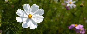 Preview wallpaper petals, flower, summer, nature, plant, macro