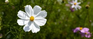 Preview wallpaper petals, flower, summer, nature, plant, macro
