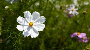 Preview wallpaper petals, flower, summer, nature, plant, macro