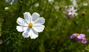 Preview wallpaper petals, flower, summer, nature, plant, macro