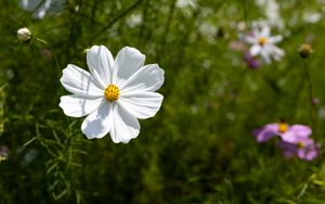 Preview wallpaper petals, flower, summer, nature, plant, macro