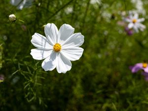 Preview wallpaper petals, flower, summer, nature, plant, macro