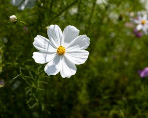 Preview wallpaper petals, flower, summer, nature, plant, macro