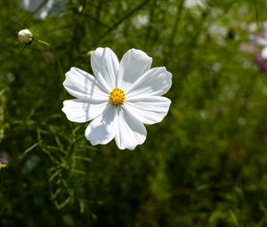 Preview wallpaper petals, flower, summer, nature, plant, macro
