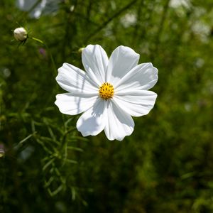 Preview wallpaper petals, flower, summer, nature, plant, macro