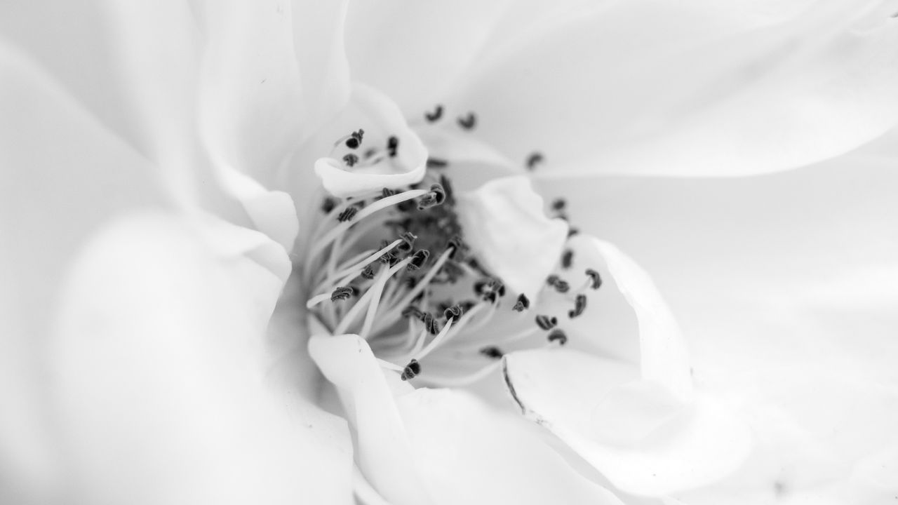 Wallpaper petals, flower, white, macro