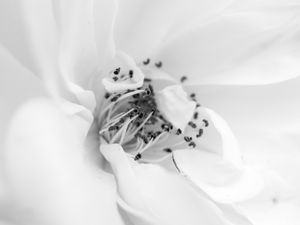 Preview wallpaper petals, flower, white, macro