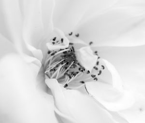 Preview wallpaper petals, flower, white, macro