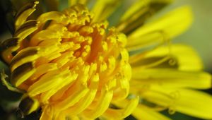 Preview wallpaper petals, flower, yellow, plant