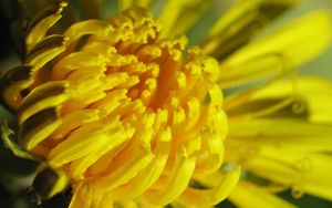 Preview wallpaper petals, flower, yellow, plant