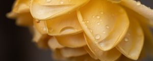 Preview wallpaper petals, flower, yellow, drops, macro