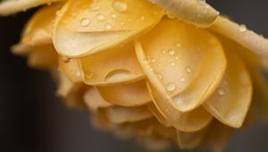 Preview wallpaper petals, flower, yellow, drops, macro