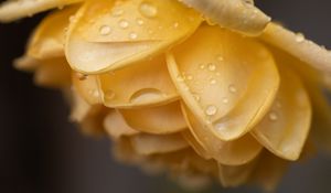 Preview wallpaper petals, flower, yellow, drops, macro