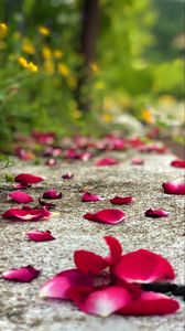 Preview wallpaper petals, flowers, asphalt, road, blur