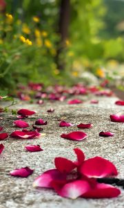 Preview wallpaper petals, flowers, asphalt, road, blur