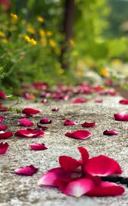 Preview wallpaper petals, flowers, asphalt, road, blur