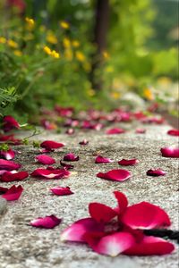 Preview wallpaper petals, flowers, asphalt, road, blur