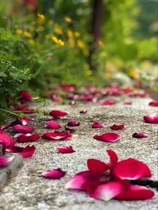 Preview wallpaper petals, flowers, asphalt, road, blur